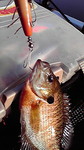 2010101-kdgill.jpg