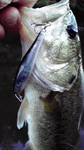 2010911-1.jpg