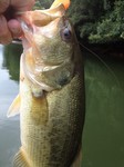 2012-8-11 005.jpg